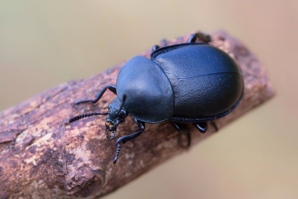 Silphidae - Ablattaria laevigata